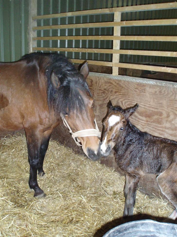 Anden særlig race Caspara´s Radja - himmelhest billede 8