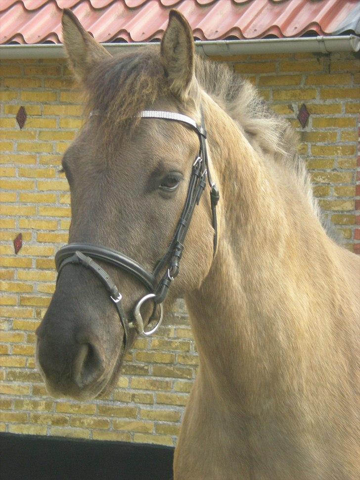 Anden særlig race Jannerupgård's Felix <3 - Velkommen til felix´s profil ! :) billede 1