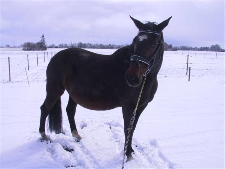 Dansk Varmblod galanta bortgivet billede 12