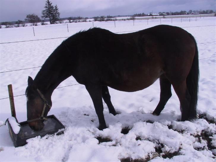 Dansk Varmblod galanta bortgivet - galanta i 8 mdr billede 13