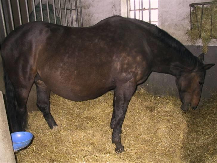 Dansk Varmblod galanta bortgivet - galanta nu 5 dage tilbage til forventet foling billede 14