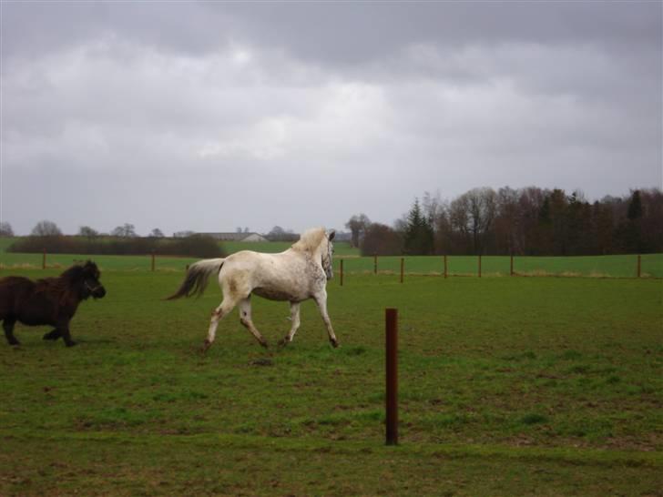 Knabstrupper stald flying´s ghost - ih amigo du fanger mig aldrig billede 1