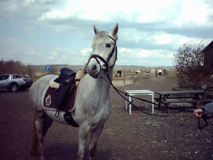 Anden særlig race Triumf/ solgt ! :) billede 1