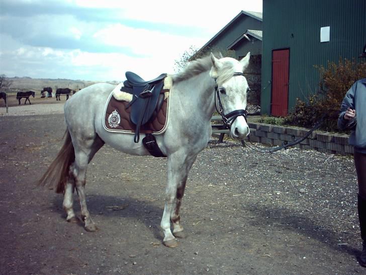 Anden særlig race Triumf/ solgt ! :) billede 2