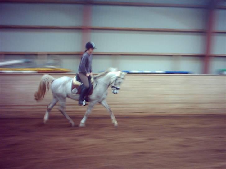 Anden særlig race Triumf/ solgt ! :) billede 3