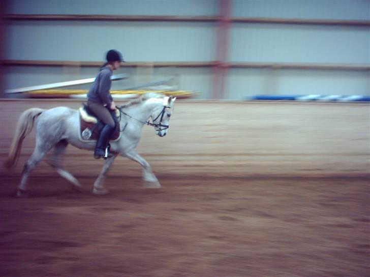 Anden særlig race Triumf/ solgt ! :) billede 4