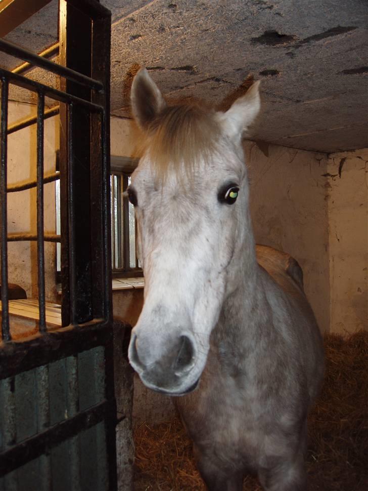 Anden særlig race Triumf/ solgt ! :) billede 5