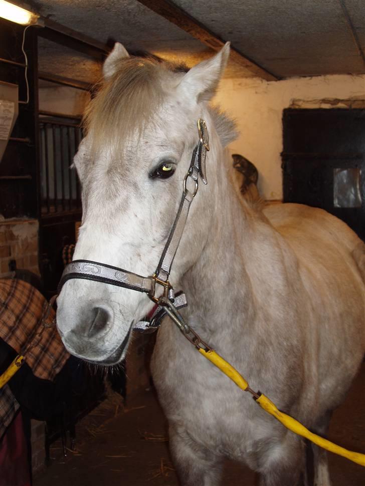 Anden særlig race Triumf/ solgt ! :) billede 6