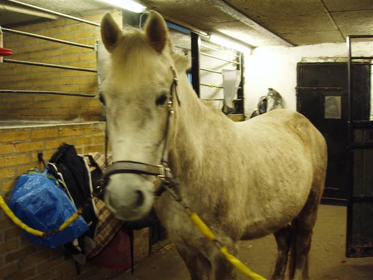 Anden særlig race Triumf/ solgt ! :) billede 7