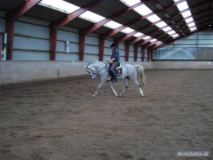 Anden særlig race Triumf/ solgt ! :) billede 8