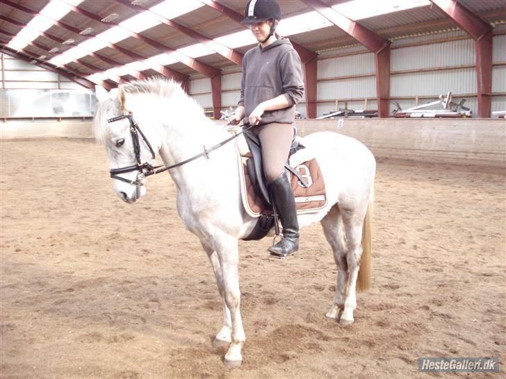 Anden særlig race Triumf/ solgt ! :) billede 9