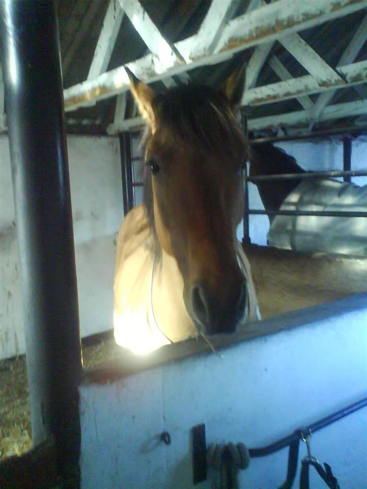 Anden særlig race Vesterhedes Charmeur  billede 14