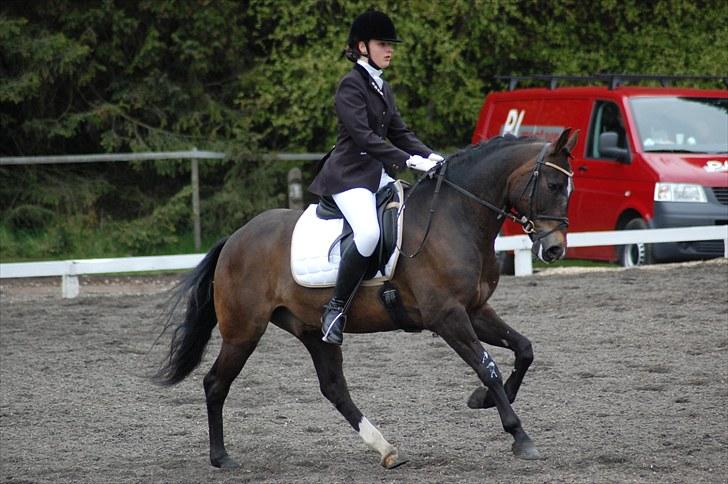 New Forest Elmholts Education A-pony (solgt) - Foto: Mathilde K-N billede 3