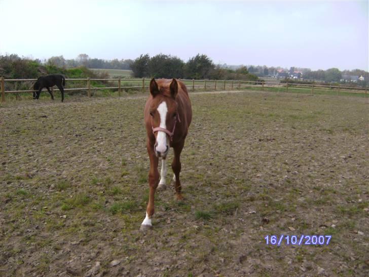 Hannoveraner Windsor  billede 3