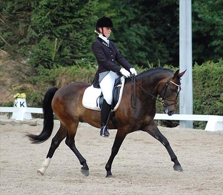 New Forest Elmholts Education A-pony (solgt) - Landsstævne Solrød. billede 19