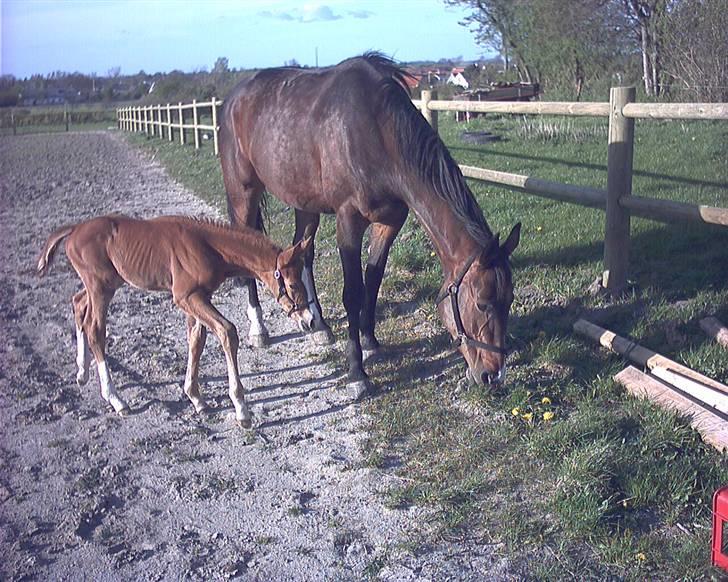 Hannoveraner Windsor  billede 7