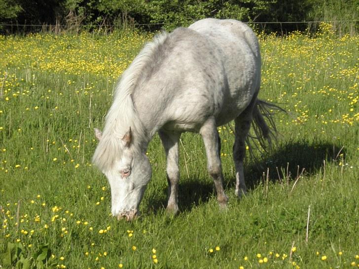 Anden særlig race Hannibal -Tilbage leveret - Hannibal på sommergræs 2010. <3 billede 1