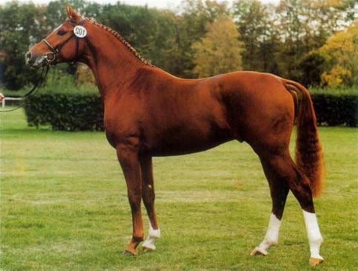 Hannoveraner Windsor  - Det er så hans far Welser der står på stutteri Viegaard i nordjylland :P billede 9