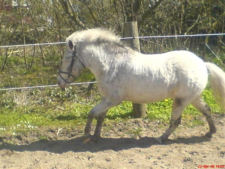 Anden særlig race Hannibal -Tilbage leveret - Ham den smukke i galop :P billede 9