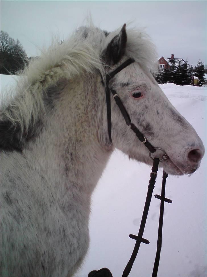 Anden særlig race Hannibal -Tilbage leveret - Vi hygger ;b We are ment to be together ;P billede 12