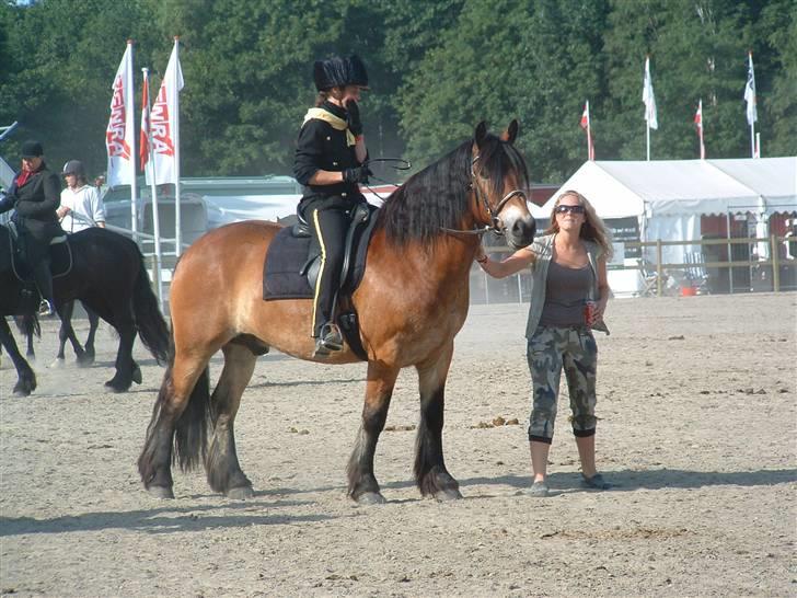 Nordsvensk Skovhest Herkules (Solgt) - Her er vi på Dyrskuet 2007 billede 16