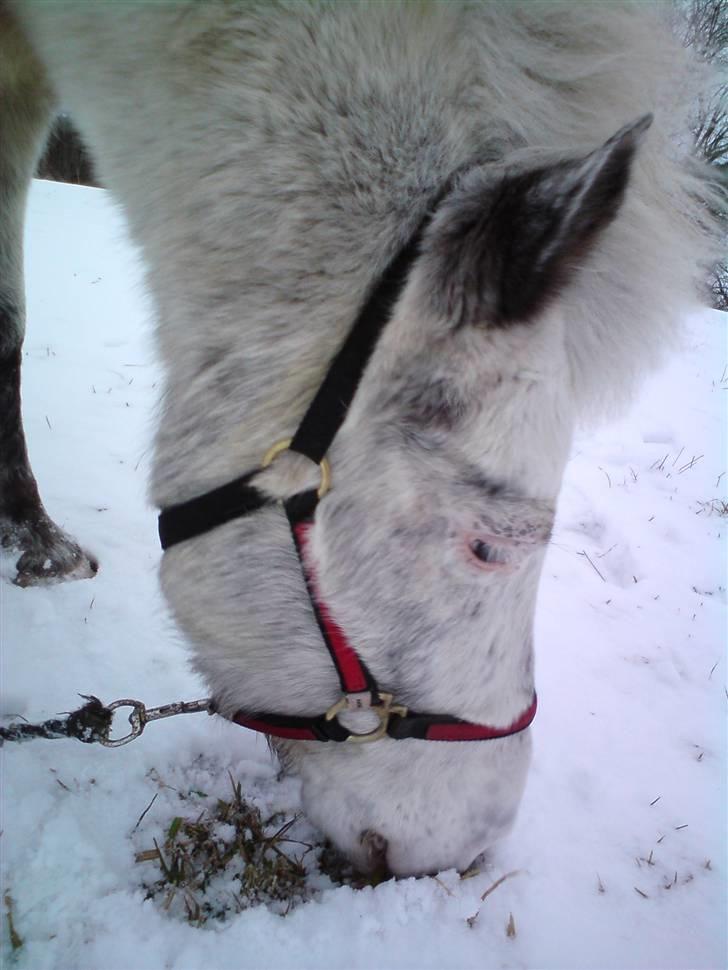 Anden særlig race Hannibal -Tilbage leveret - Bamsen i snéen (; billede 18