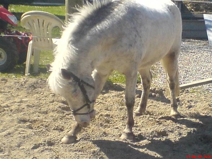 Anden særlig race Hannibal -Tilbage leveret - Uhh, det klør, man kommer sådan til at svede af at lave noget :b  billede 19