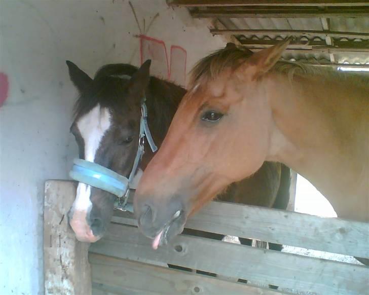 Anden særlig race Tarzan (DØD) - Tarzan på besøg hos Susie ;D De var kærester <3 billede 6