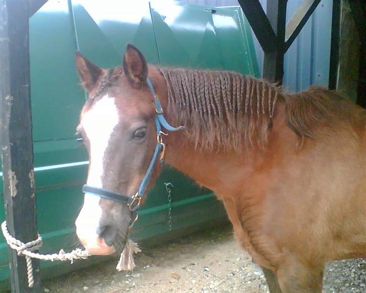 Anden særlig race Tarzan (DØD) - Den dejlige der står i garagen, flettet så fint :b billede 14