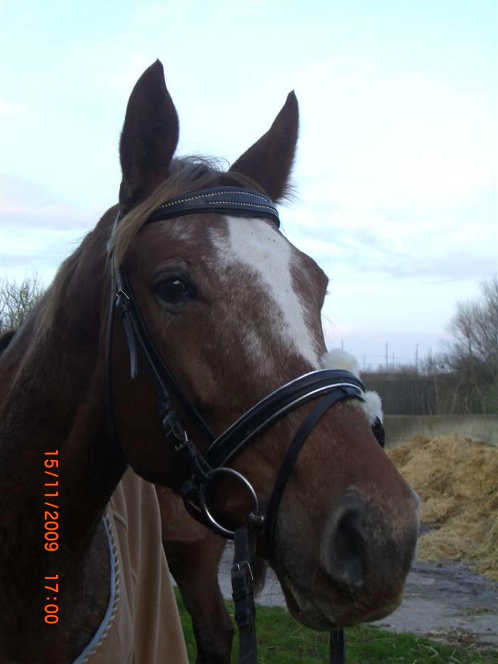 Knabstrupper Cassandra H 'gml. passer' - Velkommen til Cassies profil :) {Foto: Mig} billede 1