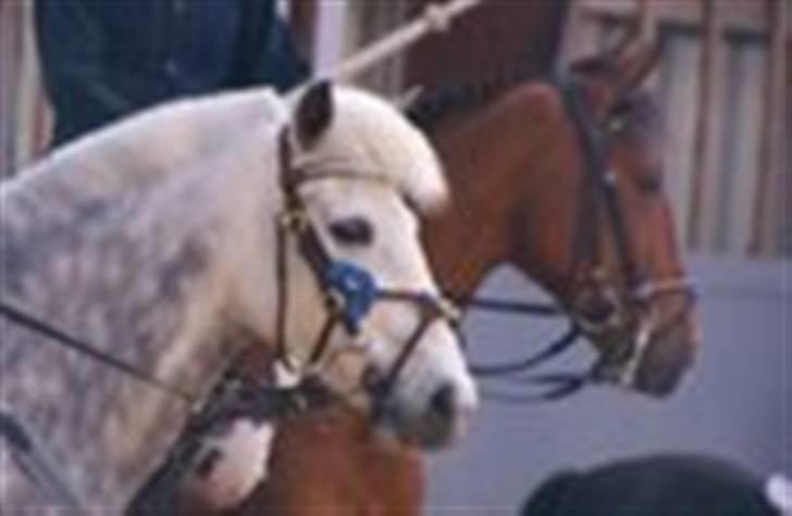 DSP latasha star - mig og min pony til ringridning billede 7