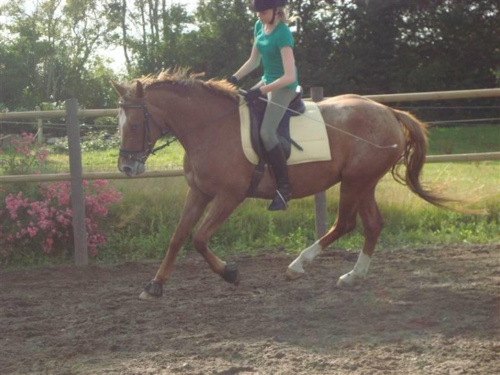 Knabstrupper Cassandra H 'gml. passer' - Galop :) {Foto: Annabell} billede 2