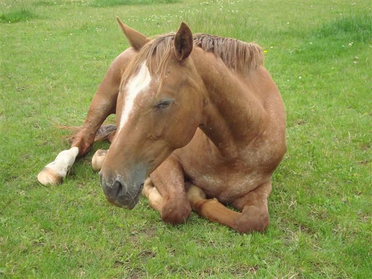 Knabstrupper Cassandra H 'gml. passer' - På folden.. Ligger lige lidt ned.. ;i<3 {Foto: Annabell} billede 3