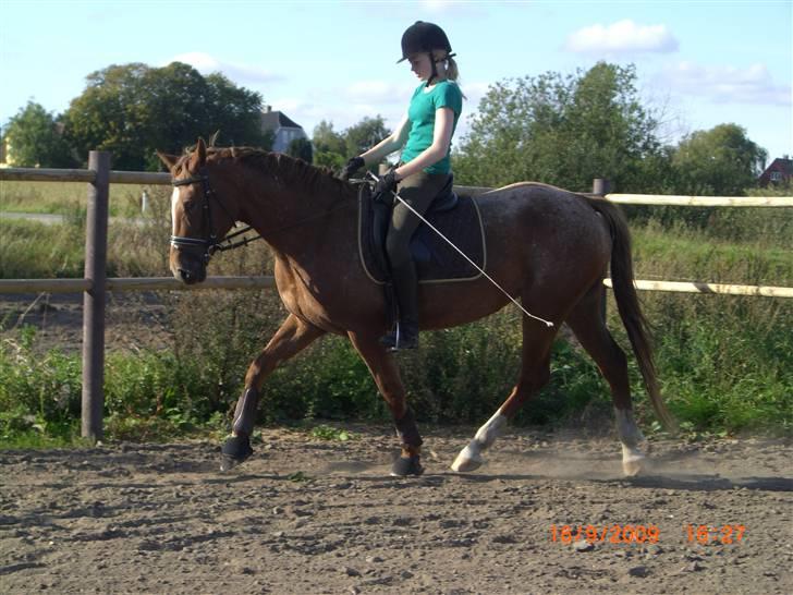Knabstrupper Cassandra H 'gml. passer' - Hun bliver bare bedre og bedre, min lille pige :´) {Foto: Annabell} billede 4