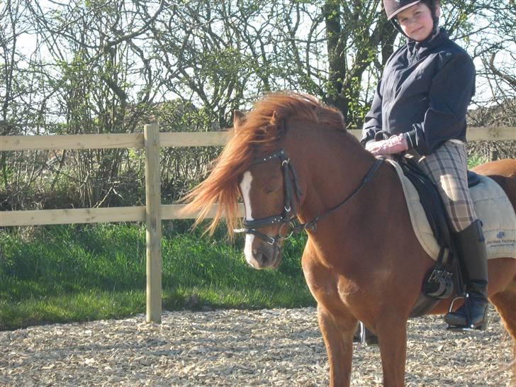 Anden særlig race RON : SOLGT billede 1