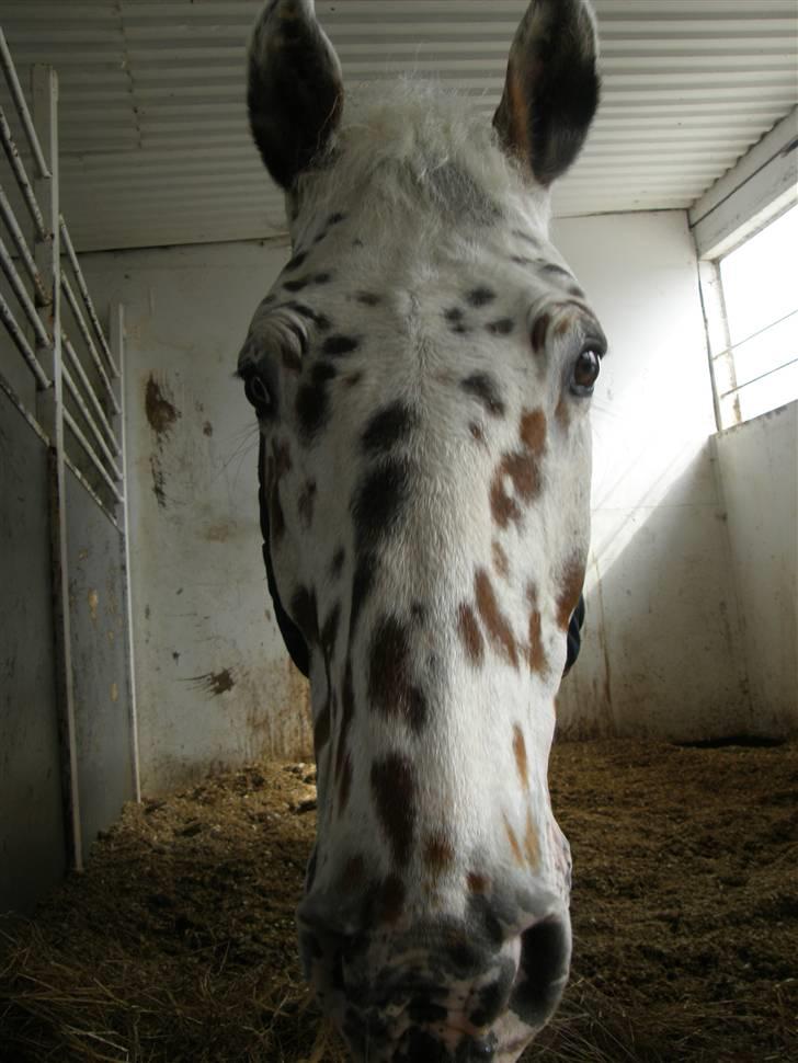 Knabstrupper - Mr. Rivaldo - Nuurh <3 . Foto: Mig billede 3