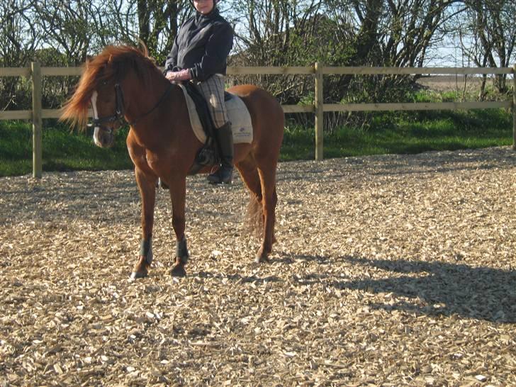 Anden særlig race RON : SOLGT billede 3