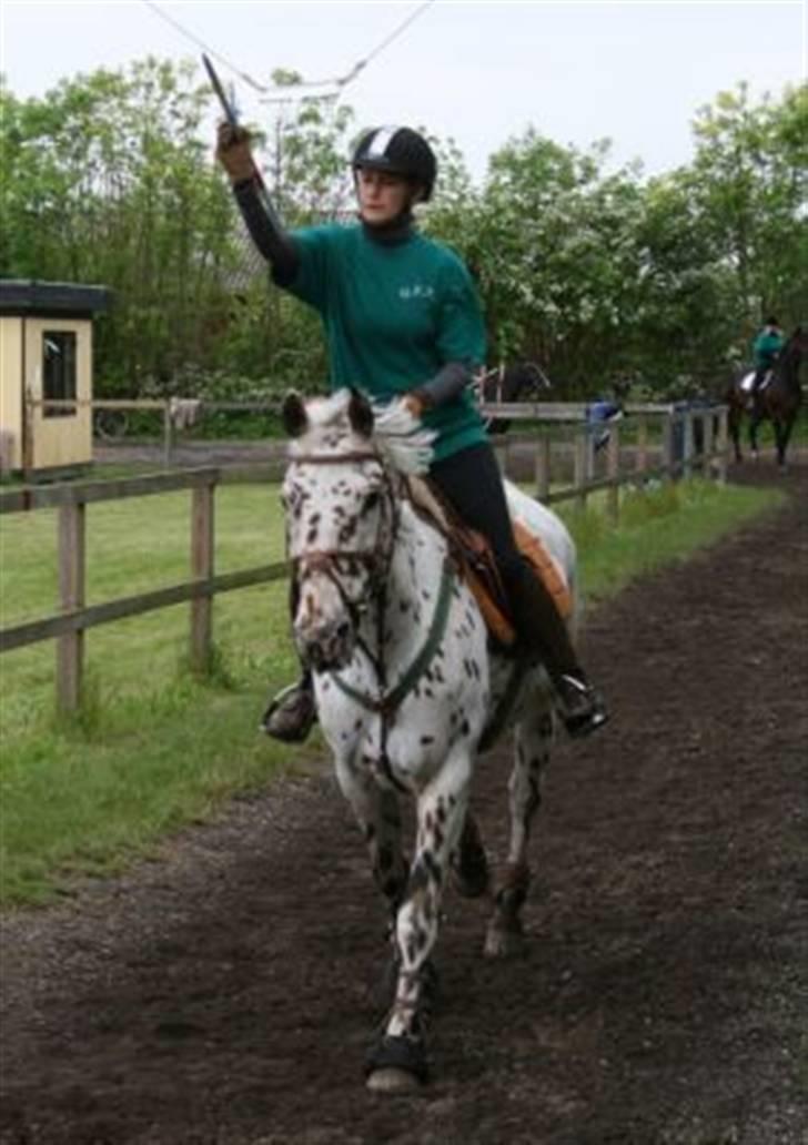 Knabstrupper - Mr. Rivaldo - Rivaldo og Pernille er seje til ringridning :D . Foto: Kim Bahnsen billede 6