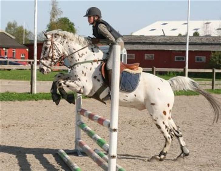 Knabstrupper - Mr. Rivaldo - Vi hopper lige dobbeltspring :D . Foto: Kim Bahnsen billede 8