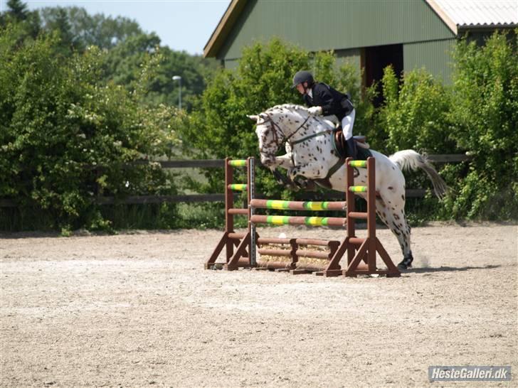 Knabstrupper - Mr. Rivaldo - Du er den bedste Valde <3 . Foto: Sandra billede 12