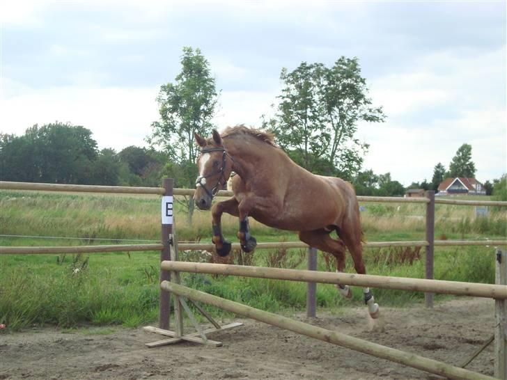 Knabstrupper Cassandra H 'gml. passer' - Løssprang for første gang efter folingen, og det blev så første gang hun sprang det højeste :) {Foto: Mig} billede 6