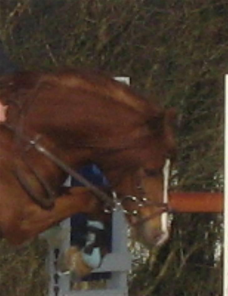 Anden særlig race RON : SOLGT billede 9