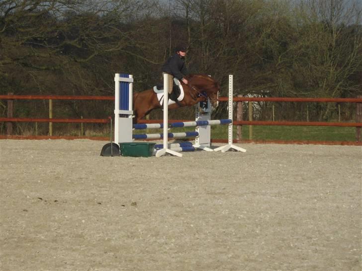 Anden særlig race RON : SOLGT billede 10