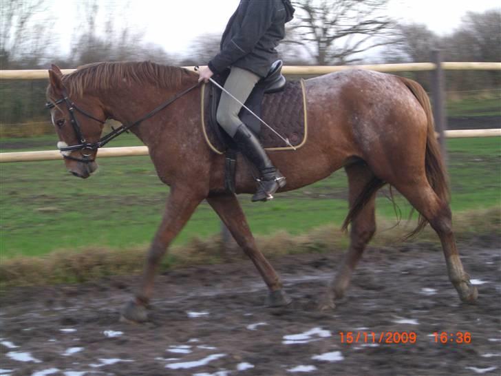Knabstrupper Cassandra H 'gml. passer' - Dressurtræning.. :´)<3.. {Foto: Heidi} billede 8