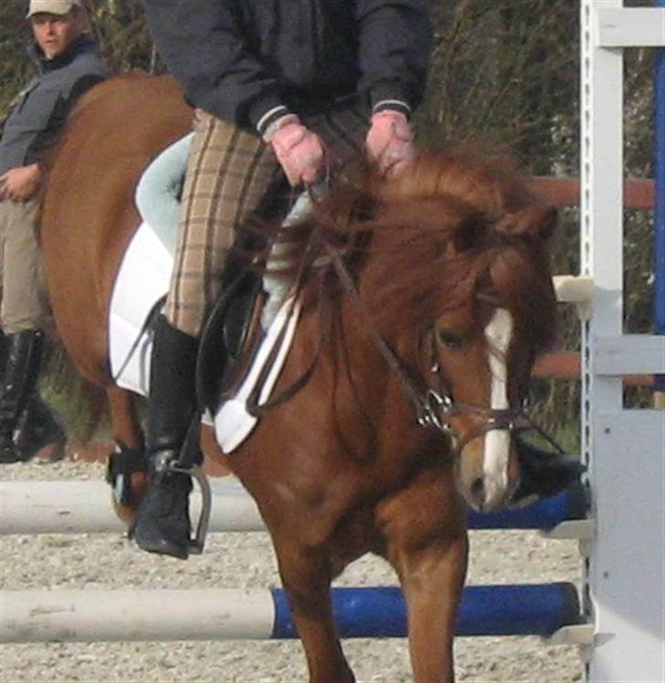 Anden særlig race RON : SOLGT billede 11