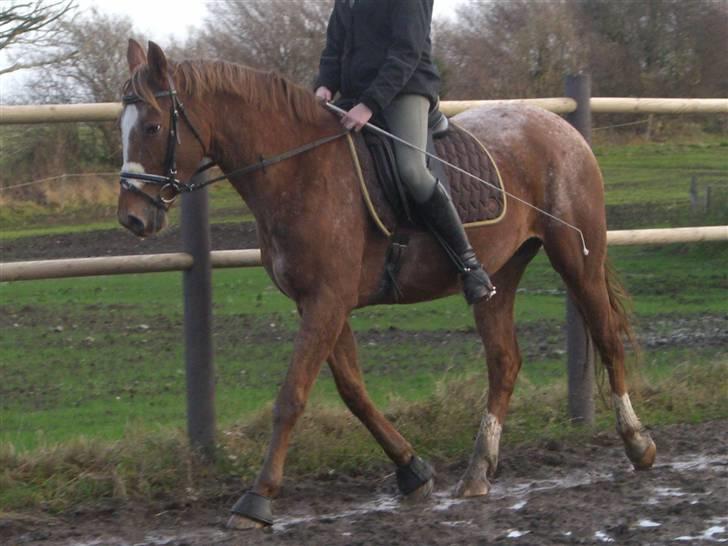 Knabstrupper Cassandra H 'gml. passer' - 2. gang vi rider efter skaden.. :) {Foto: Heidi} billede 9
