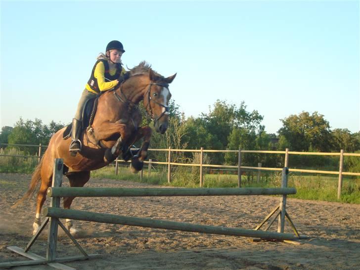 Knabstrupper Cassandra H 'gml. passer' - Vi springer det højeste for første gang.. :´)<3 {Foto: Annabell} billede 10