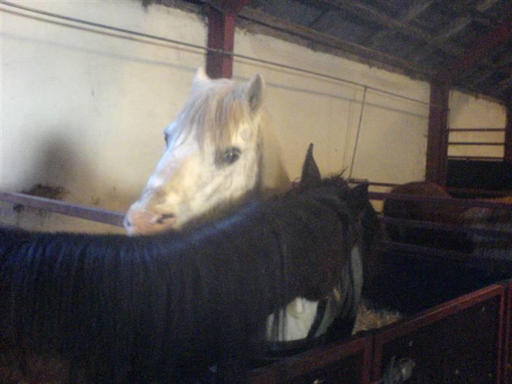 Anden særlig race thor billede 2