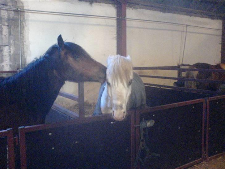 Anden særlig race thor billede 3