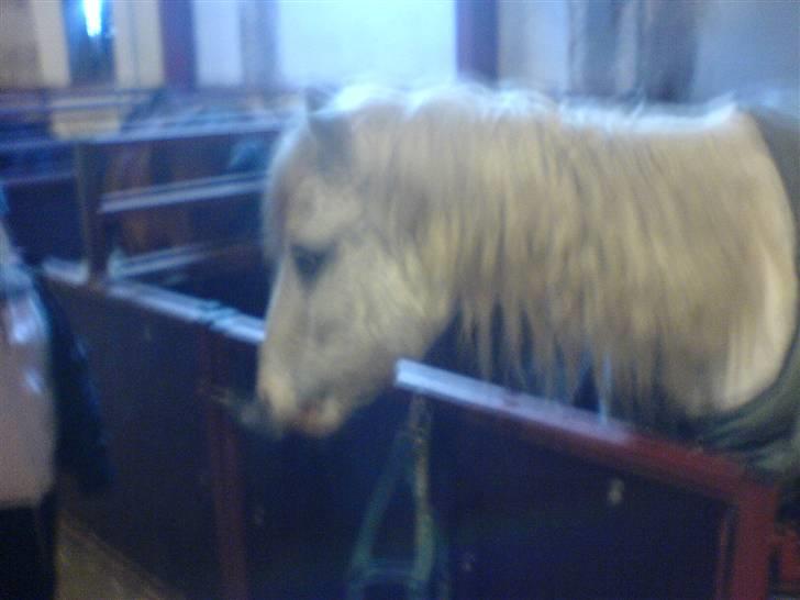 Anden særlig race thor billede 4